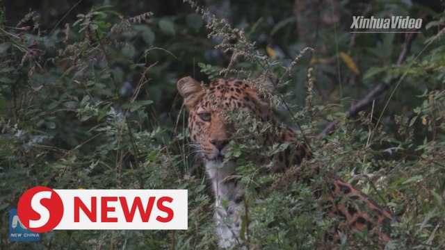 Endangered leopard spotted in Ningxia, China