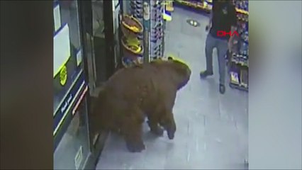 ABD'de ayı, süpermarkete zorla girerek çikolata yedi