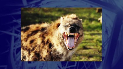 J'm'en bats la mesure #04 - Ennio Morricone