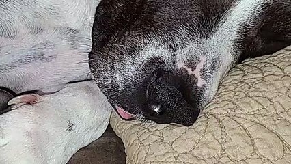 Silly pitbull sleeps with tongue out