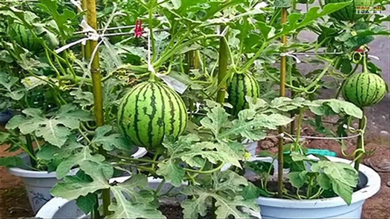 Top 8 Best Fruits To Grow In Pots _ in Containers