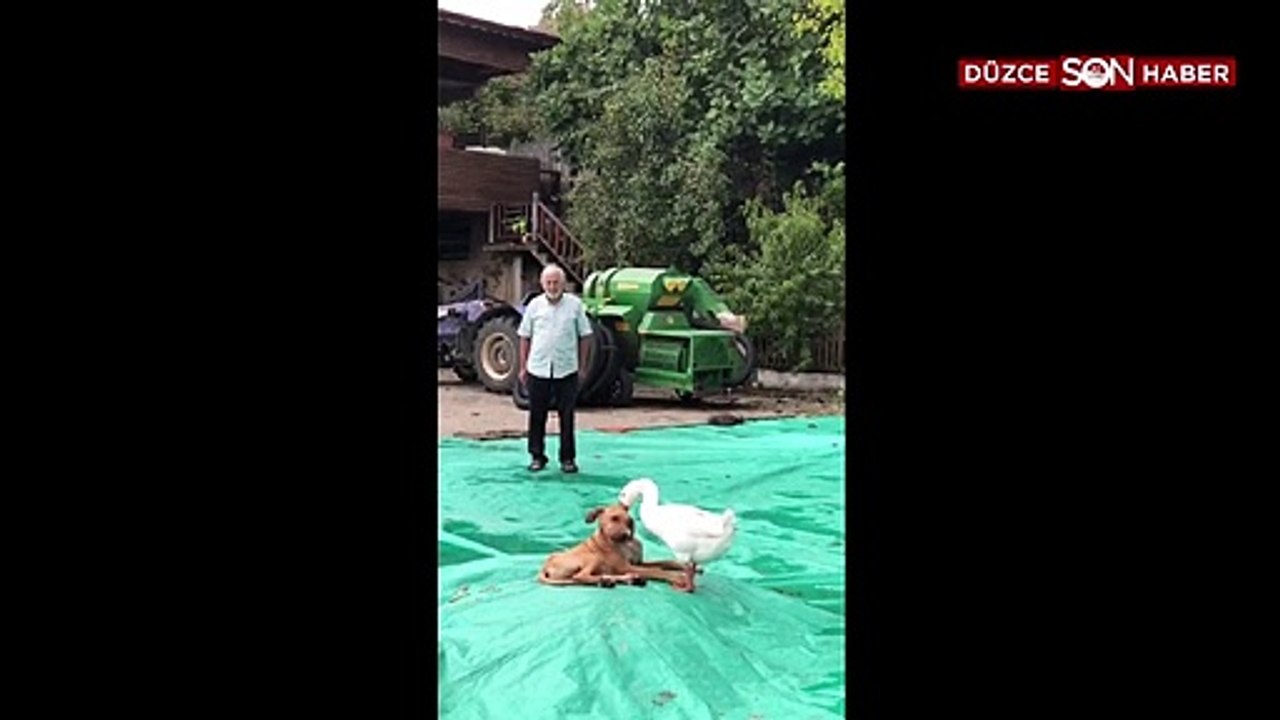 Rocy ve Endam’ın dostlukları görenleri hayrete düşürüyor