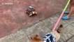 Shell-shocked! Dog terrified by friendly tortoise
