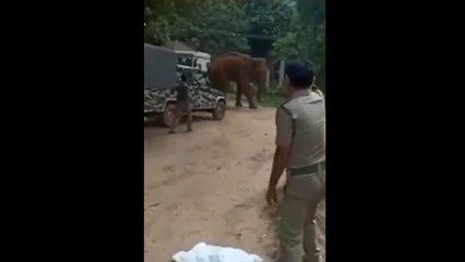 தமிழக கேரள எல்லையில் மக்னா யானைக்கு நடந்த கொடூரம் - வீடியோ