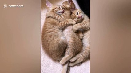 Just three adorable cats cuddled up together in France
