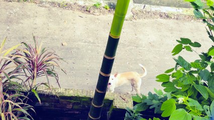 Beautiful Street Dogs