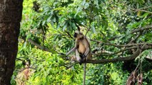 Indian Langur Monkey || Hanuman ||