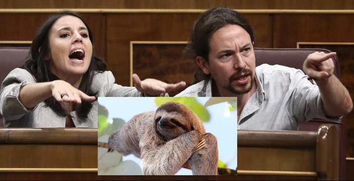 Pablo e Irene: los dos osos perezosos de Frank Cuesta