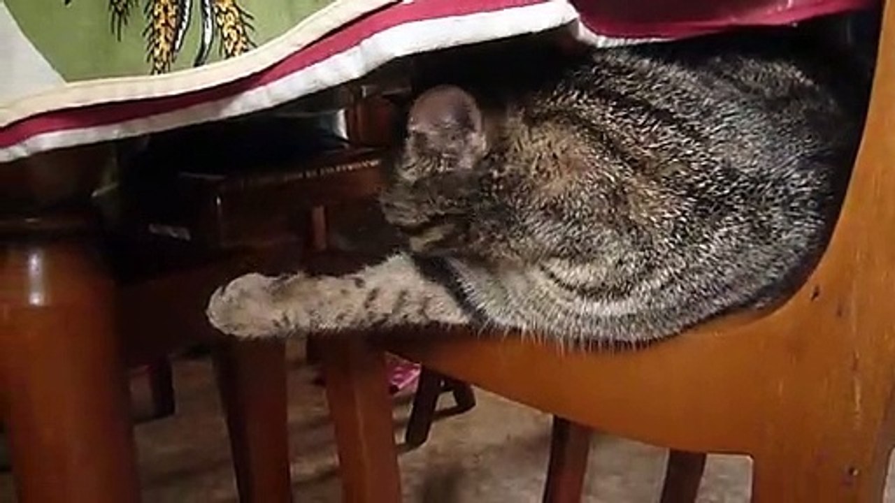 le chat Petitcoeur fait sa toilette 2020-09-06