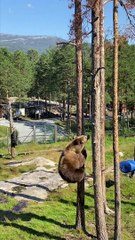 Brown Bear Scales Tree to Get a Snack