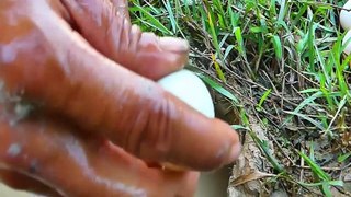Unbelievable Fishing With Eggs -  Hole Eels Fishing Catch eels with eggs | Animal Trap