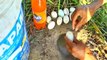 Unbelievable Fishing With Fanta  - Eggs Catch Fish From Hole - Catching Fishes In Hole | Animal Trap
