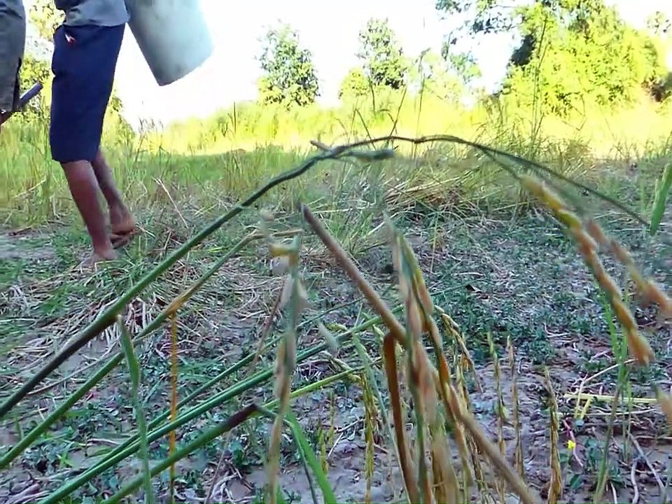 Unbelievable Fishing With Milk  - Coconut Juice Catch Fishes From Hole | Animal Trap