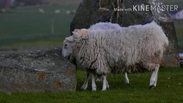 qurbani ke janwar ki umar ?| Qurbani ke masail | खुर्बानी के जानवर की उमर ? | malumat islam