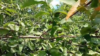 चौमा मालनिया ग्राम पंचायत के छोटे से गांव में अमरूद के बागान