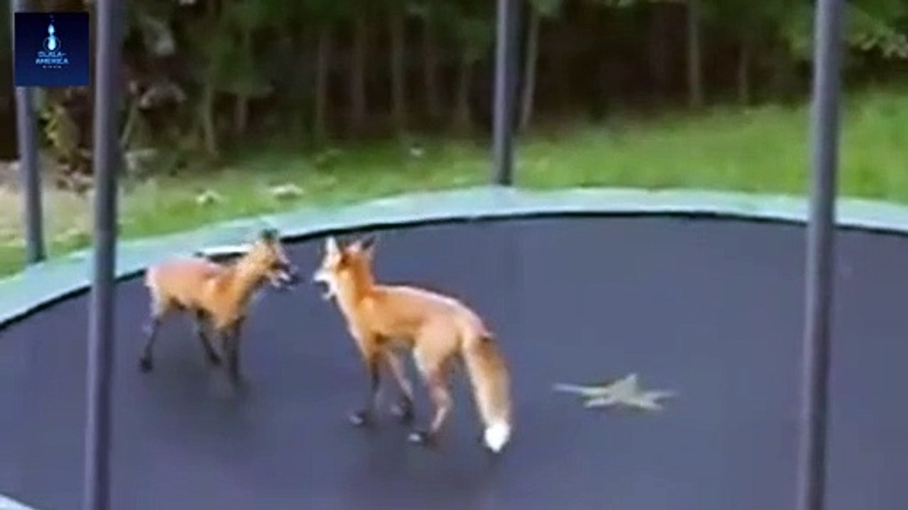 Foxes Jumping