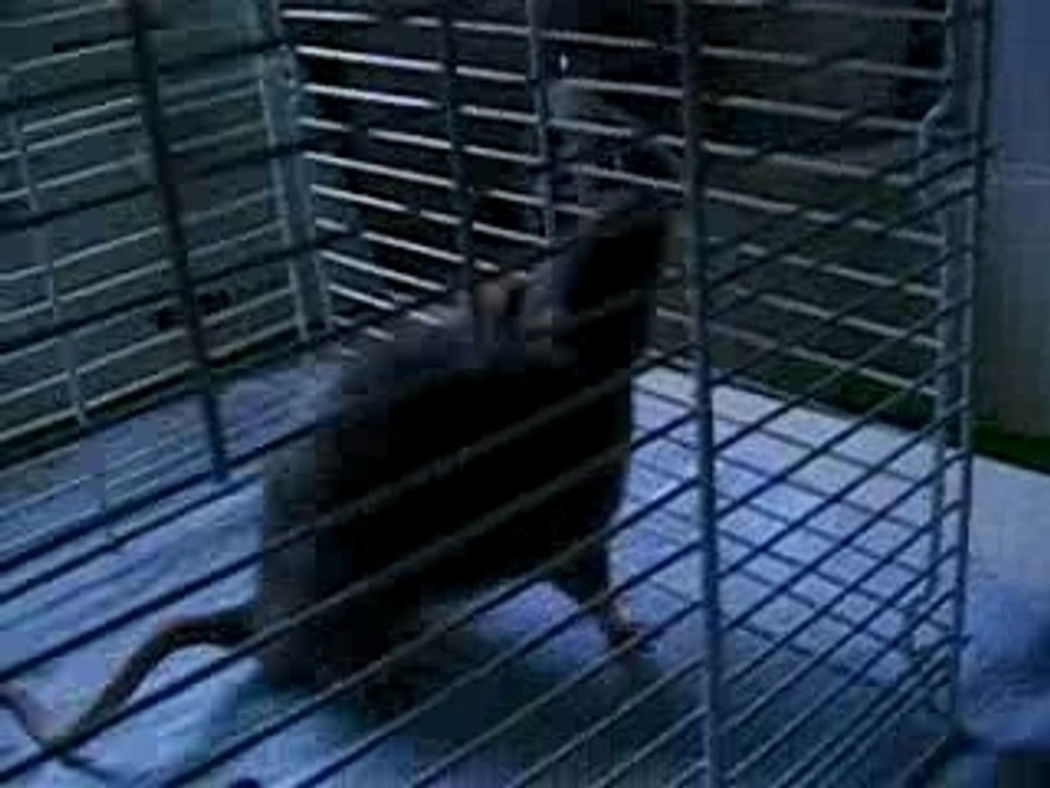 lola the rat