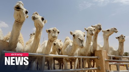 World's largest hospital for camels opens in Saudi Arabia