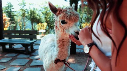 video of woman feeding the alpaca