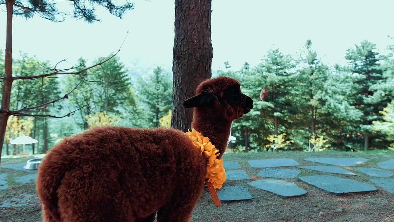 close up video of alpaca