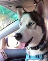 Husky Makes a Friend in Passing Car