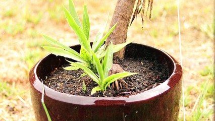 プランター　by吉原結衣