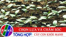 Nông nghiệp bền vững: Chọn lựa và chăm sóc cây con khỏe mạnh