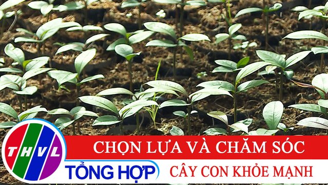 Nông nghiệp bền vững: Chọn lựa và chăm sóc cây con khỏe mạnh