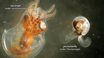 Sea Angel and Sea Butterfly Facts: winged gastropods of the sea