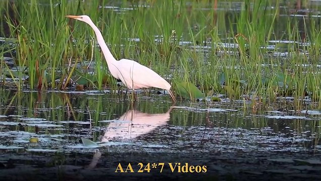Relaxed with loard krishana flute Deep Sleep Music Calming Music, Meditation Music, Sleeping Music, Study Music, Nature Scenery & Relaxing Music for Stress Relief.