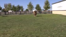 El buey más grande del mundo se llama Pocholo y vive en una finca de Segovia