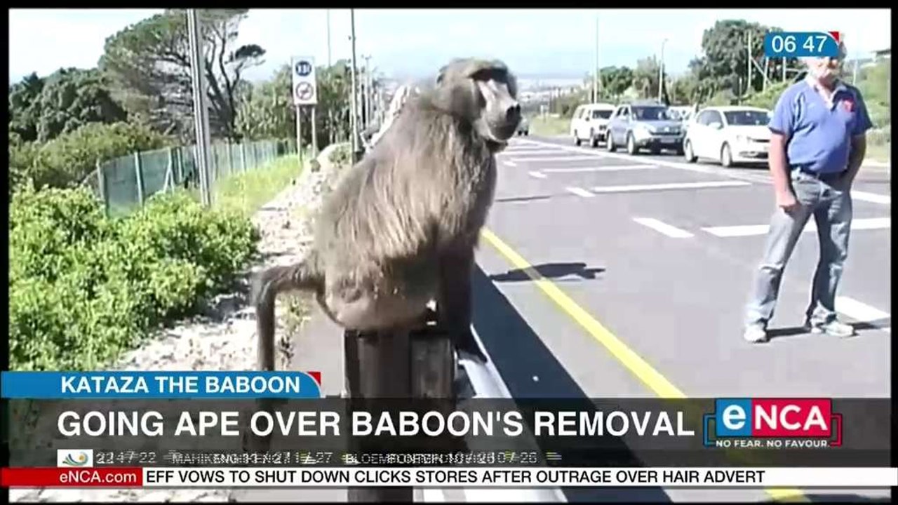 Going ape over baboon's removal