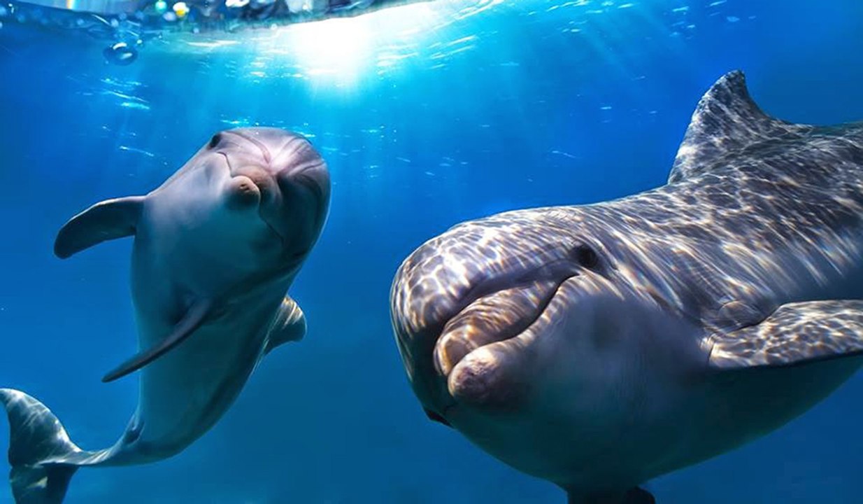 ¿Sabías que los animales se comunican entre ellos de cinco maneras?