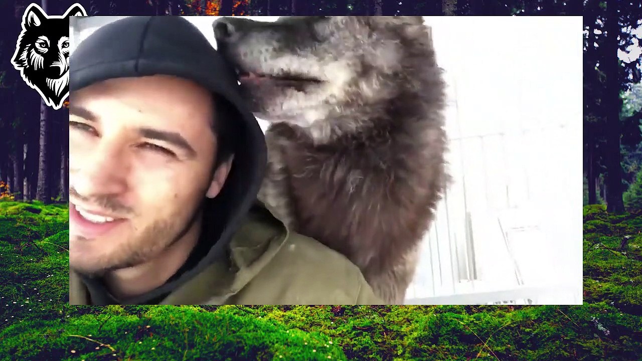 The biggest wolf on the planet, Canadian wolf, wolf, a large wolf