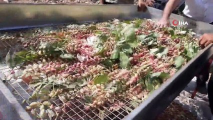 Araban’da yeşil altın hasadı buruk başladı