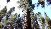 दुनिया का सबसे शानदार पेड़ The world's superlative tree The giant sequoia AMAZING FACTS PART  2