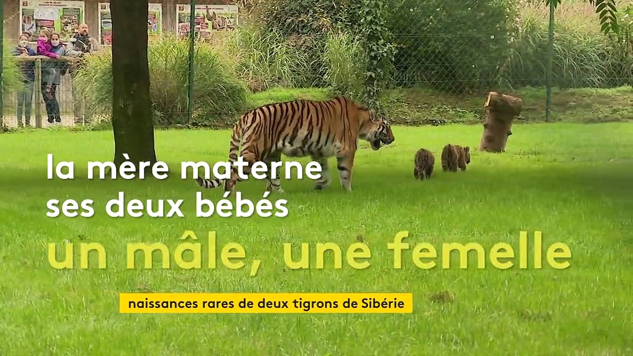 Première sortie en public pour les deux bébés tigres du zoo de la Bourbansais