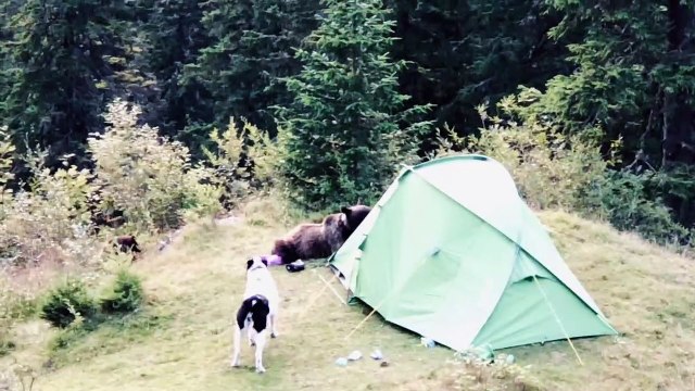 Bears Raid Tourists Tent