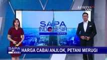 Harga Cabai Anjlok Hingga Rp 7.000 Per Kilogram, Petani Alami Kerugian