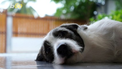 Why Do Dogs Chase Cats? There's a Surprising Reason Behind It