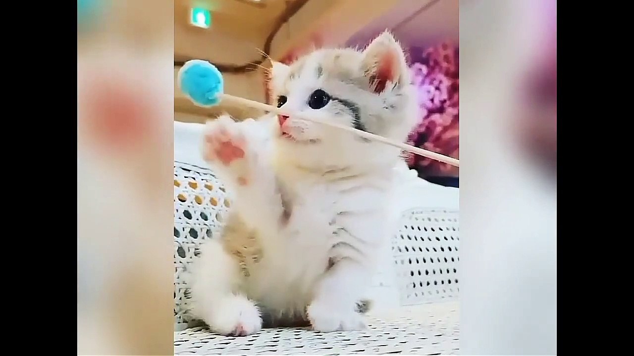 Best Funny Cats and Dogs of the Year