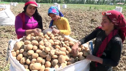 Patates tarlalarında çalışmak için yüzlerce kilometre uzaktan geliyorlar
