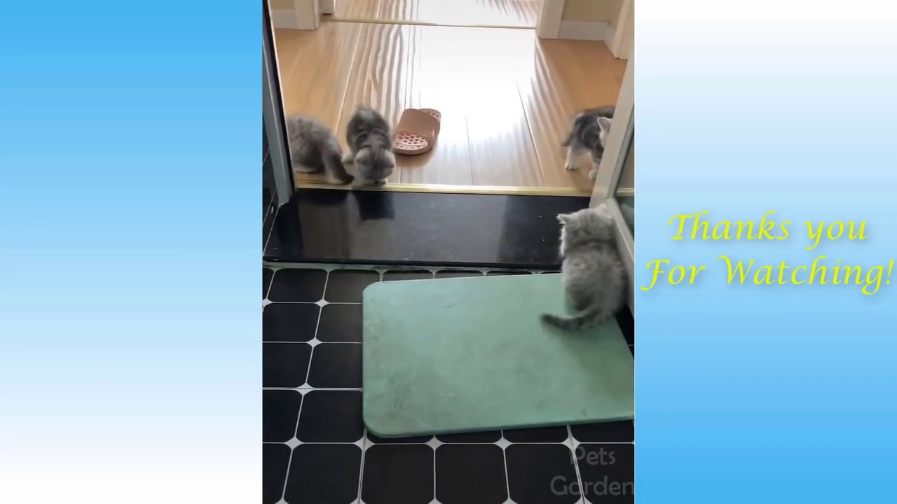 Cute Pets And Funny Animals Compilation #1 - Pets Garden