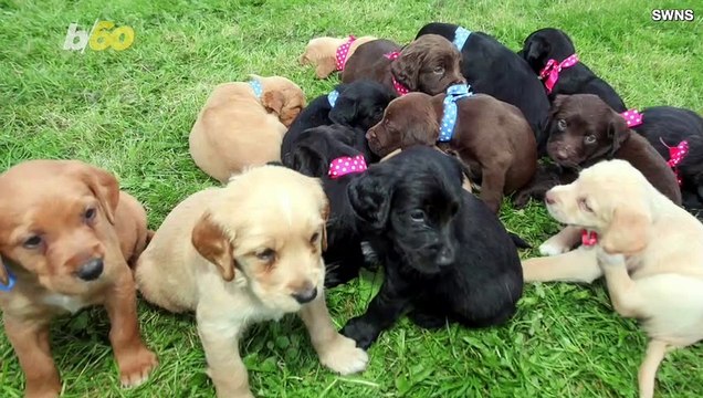 Puppy Overload! Dogs Who Couldn’t Get Neutered Because of Covid Give Birth to One of the Biggest Litters Ever