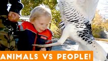 Ultimate People Vs Animals Fail Compilation _ Funny Pet Videos February 2018