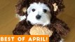 Funniest Pet Reactions & Bloopers of April 2018 _ Funny Pet Videos