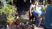 Python caught hiding in family's garden pots