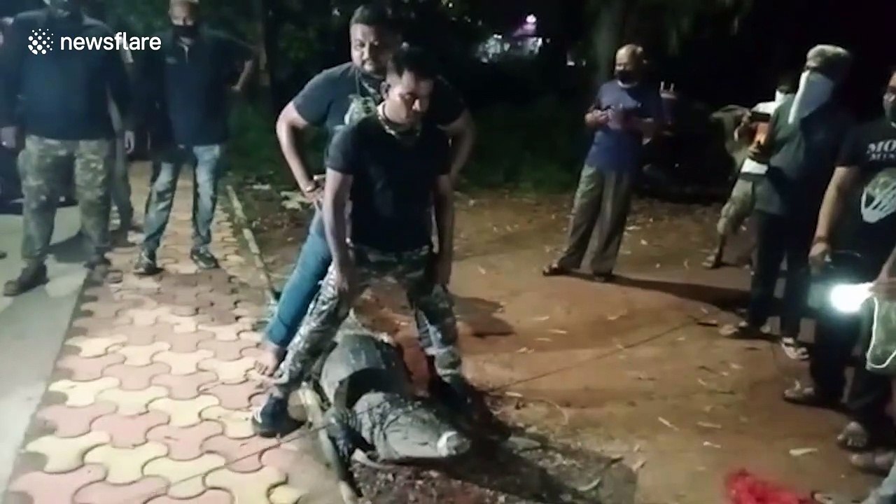 Massive crocodile rescued from residential area in western India