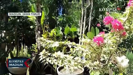 Penjualan Bunga Hias Meningkat, Aglonema Jadi Favorit