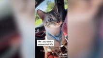 [ September 2020 ] Funny Cute Tik Tok Animals Compilation(Part.2) Cat 2020